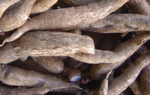 Cassava tubers