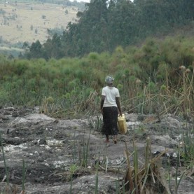 A woman with a Jerry Can struggling to locate where to fetch water from in the degraded Kikondera wetland in Buhweju district of Uganda. Picture by Chris Mugasha