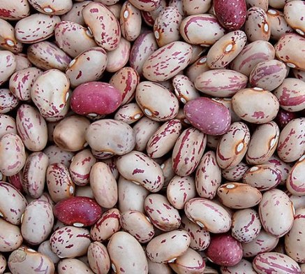 Beans remain a staple in the African diet